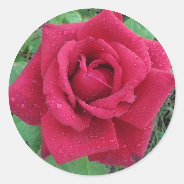 Rond Belle photo une Rose rouge avec Sticker Raindrops (Devant)