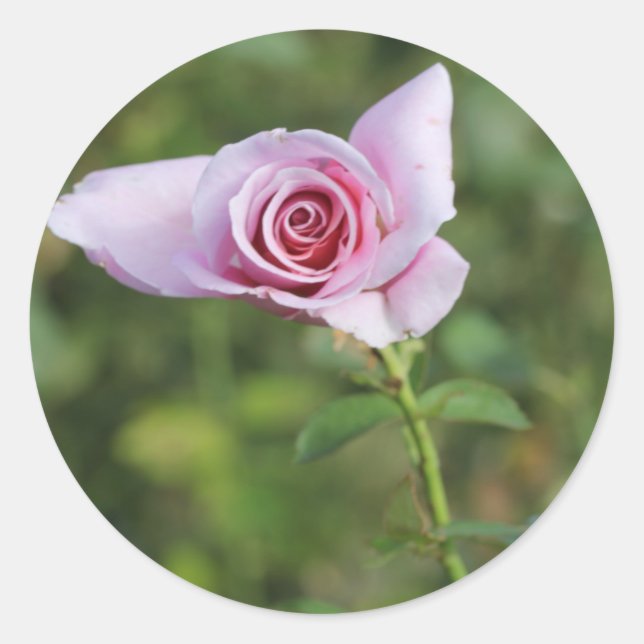 Rond Belle rose rose Fleur de mariage Favor Sticker (Devant)