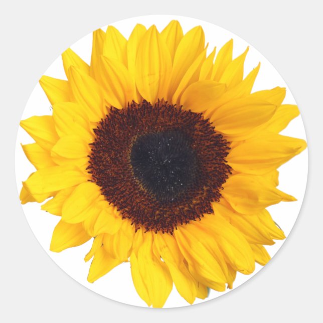 Rond Belle Tournesol Jaune sur Sticker Blanc (Devant)