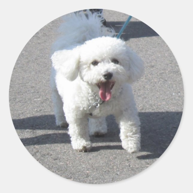 Rond Bichon Frise Sticker Round (Devant)