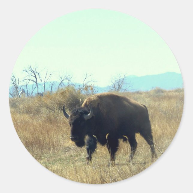 Rond Bison Buffalo Bull Sticker (Devant)