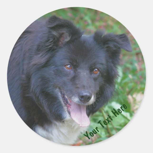 Rond Bordure Collie souriant mignon Sticker chien (Devant)