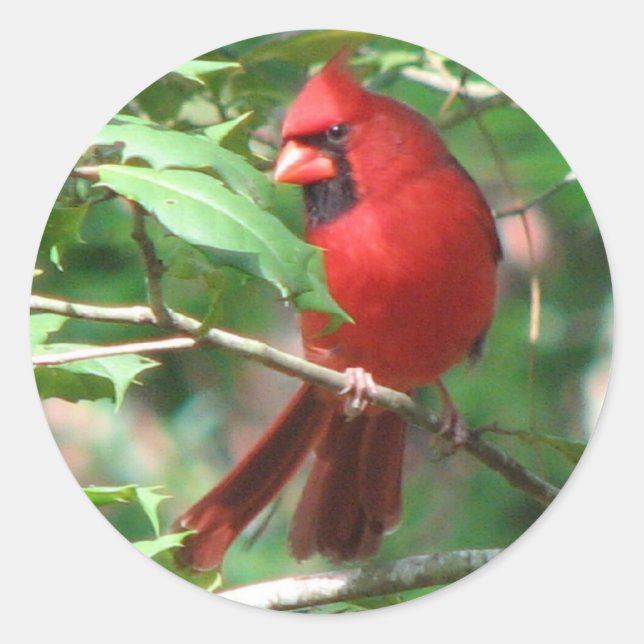 Rond Cardinal en Sticker Holly (Devant)