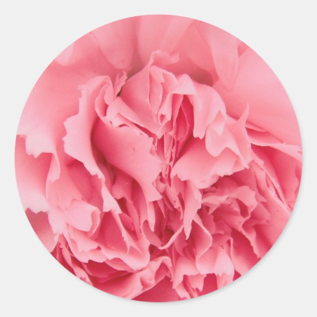 Rond Carnation rose Sticker (Devant)