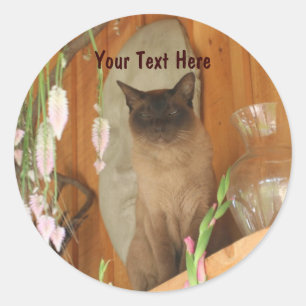 Rond Chat Siamais Possédant Un Sticker De Photographie