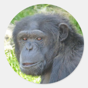 Rond Chimpanzé - Sticker