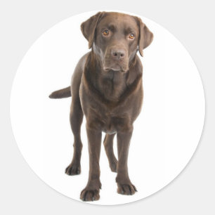 Rond Chocolat Brown Labrador Retriever Sticker chien