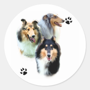 Rond Collie Trio - Sticker