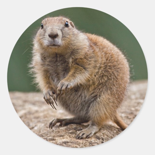 Rond Curieux Sticker pour chien des Prairies (Devant)