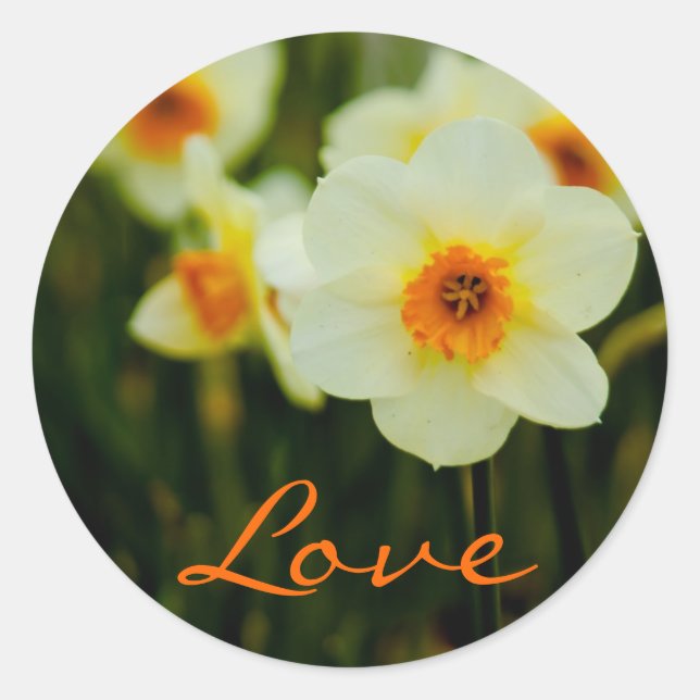 Rond Daffodil ・ Sticker d'amour (Devant)