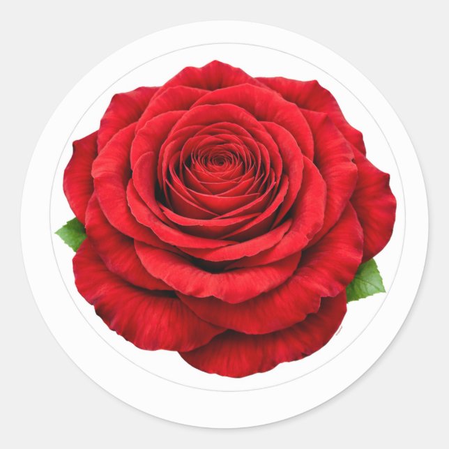 Rond Deep Red Rose Round Envelope Seal Sticker (Devant)