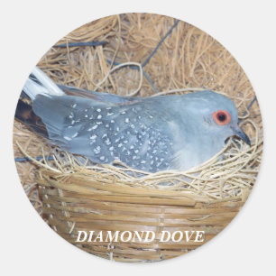ROND DIAMOND DOVE SUR LE STICKER DU NEST