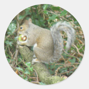Rond Écureuil avec Sticker Acorn
