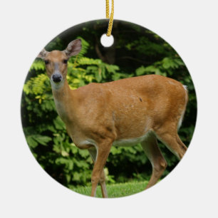 Rond En Céramique Ornement de cerfs communs