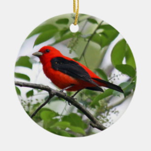 Rond En Céramique Ornement de Tanager d'écarlate