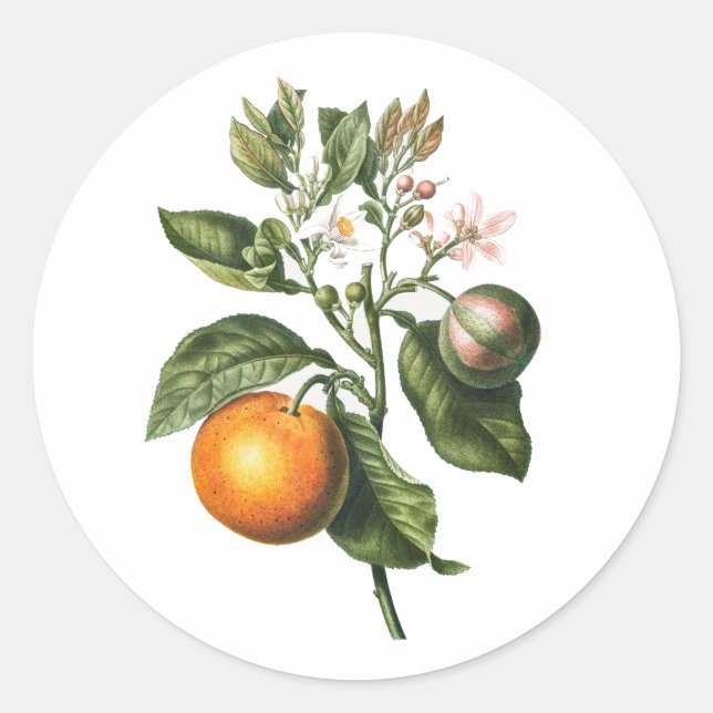 ROND ENVELOPE SEAL STICKER : BITTER ORANGE BLOSSOM (Devant)