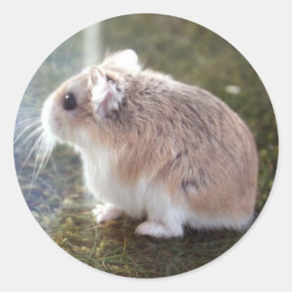 Rond 'Est-ce une abeille ? ' - Sticker Tac