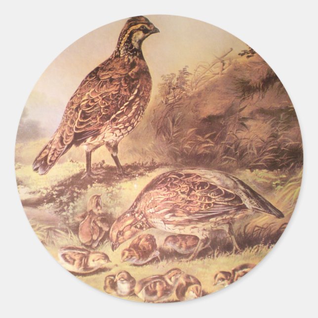 Rond Famille de Sticker Quail (Devant)