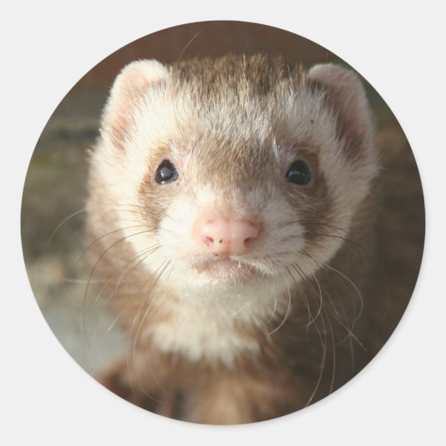 Rond Ferret Sticker (Devant)
