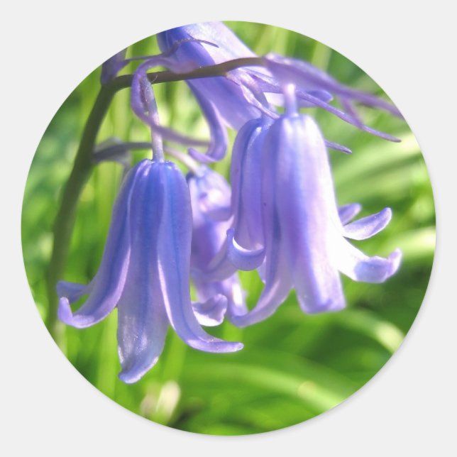 Rond Fleurs de Bluebell - Sticker (Devant)