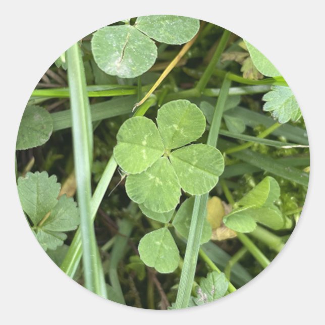 Rond Four leaf Clover Sticker (Devant)