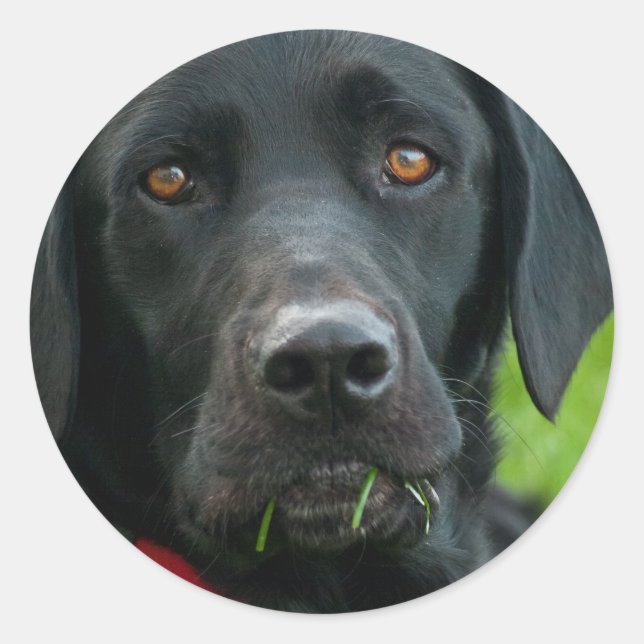 Rond Grasse de laboratoire pour le déjeuner Sticker Bla (Devant)