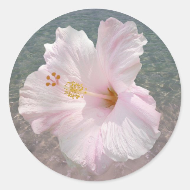 Rond Hibiscus rose et Sticker à eau océanique (Devant)