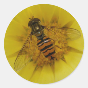 Rond Hoverfly sur un Sticker Marigold