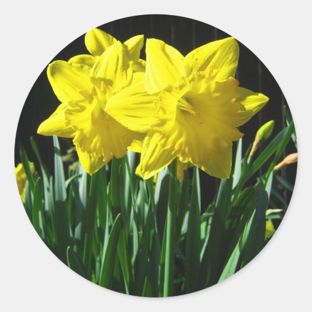 Rond Jaune jonquilles - Sticker (Devant)