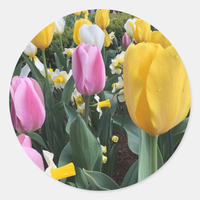 Rond Joyeux Sticker pour tulipes Jaunes de Pâques (Devant)