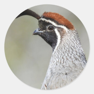 Rond Le Quail Sticker de Gambel