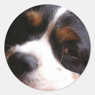 Rond Le Roi Charles Cavalier Spaniel Sticker
