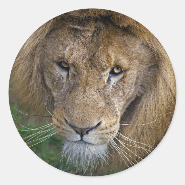 Rond Le Sticker du Roi (Devant)