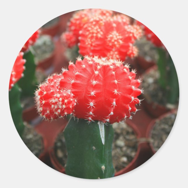 Rond Ligne De Sticker Cactuses (Devant)