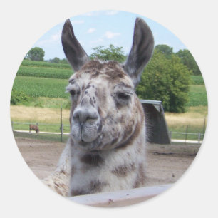ROND LLAMA STICKER