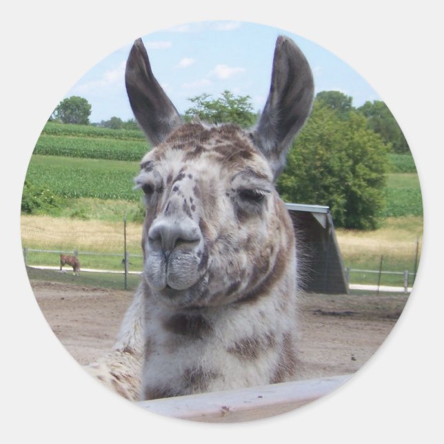 ROND LLAMA STICKER (Devant)