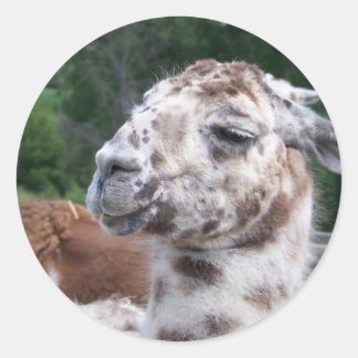 ROND LLAMA STICKER