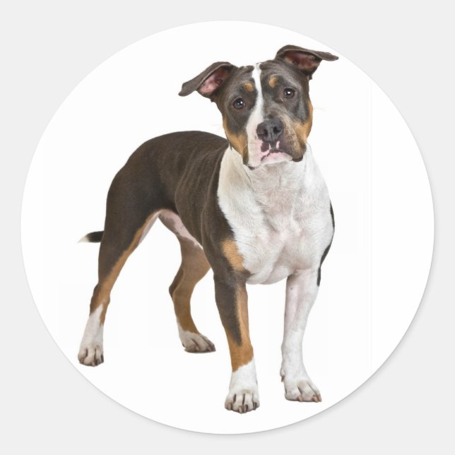 Rond Love American Staffordshire Sticker pour chien Ter (Devant)