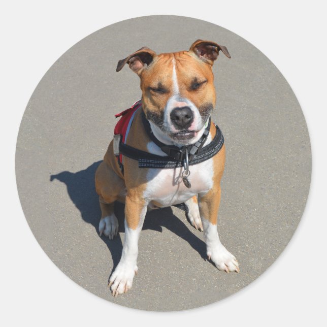 Rond Love American Staffordshire Sticker pour chien Ter (Devant)