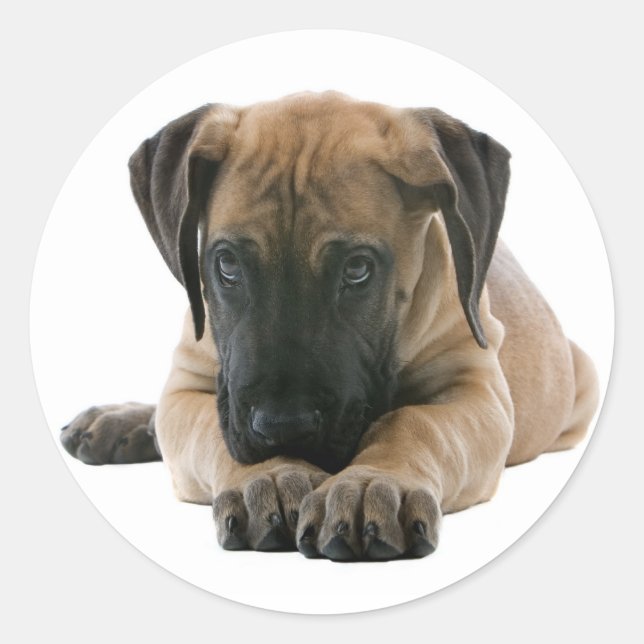 Rond Love Great Dane Chien Chien Sticker / Sceau (Devant)