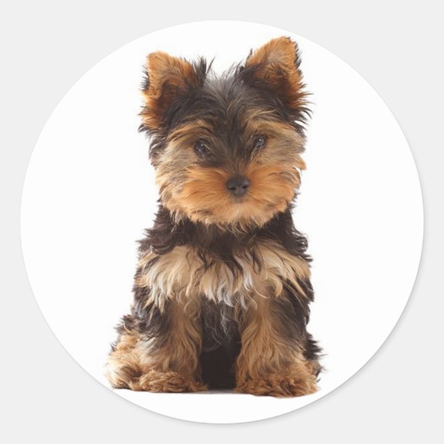 Rond Love Yorkshire Terrier Chien Chien Chien Sticker / (Devant)