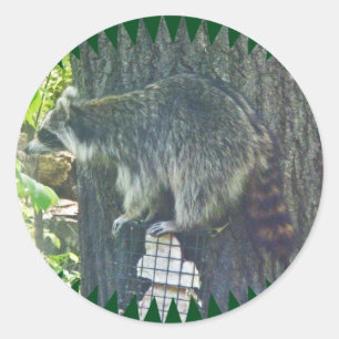 Rond Mommy Raccoon sur Sticker Suet
