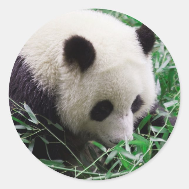Rond Panda Sticker (Devant)