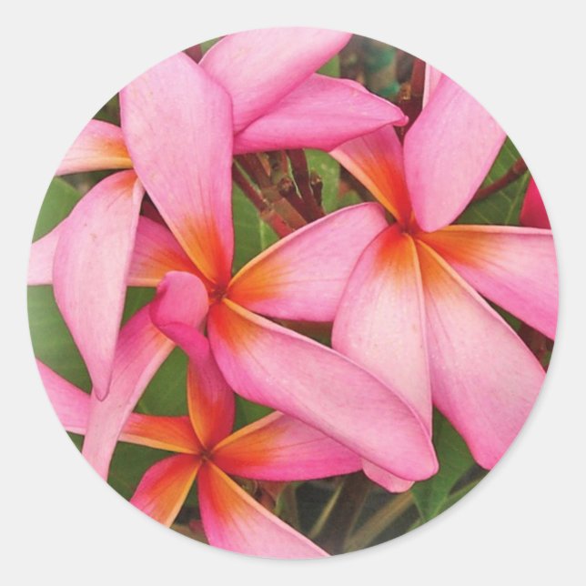 Rond Plumeria - Sticker rose Ace Neon (Devant)