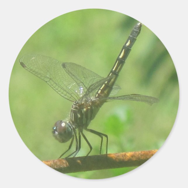 Rond Poster Sticker Dragonfly (Devant)