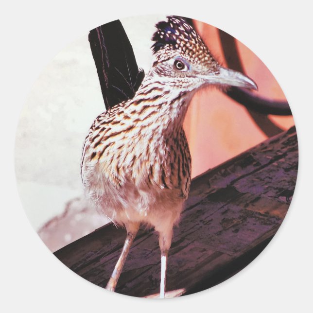 Rond Road Runner Arizona Desert Oiseau coucou Sticker (Devant)