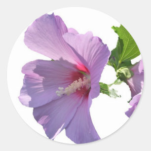 Rond Rose de Sharon Sticker