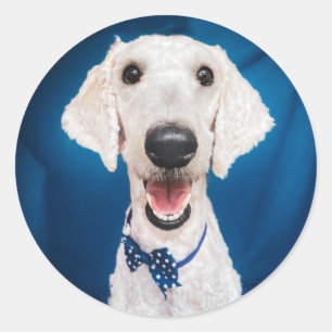 Rond Secourir chien Poodle Classic Round Sticker