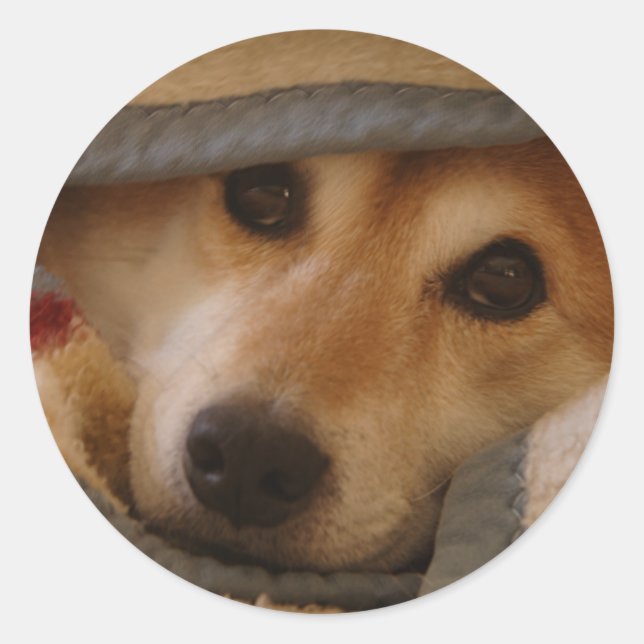 Rond Shiba dans un Sticker à couverture (Devant)