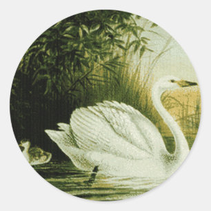 Rond Sticker à cygne Whooper